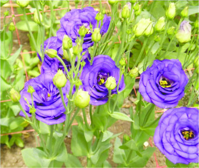 Purple Lisianthus flowers. Lisianthus comes in several colors and lasts forever in a vase. Photo by Henry Homeyer.
