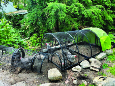 A black painted metal chicken coop