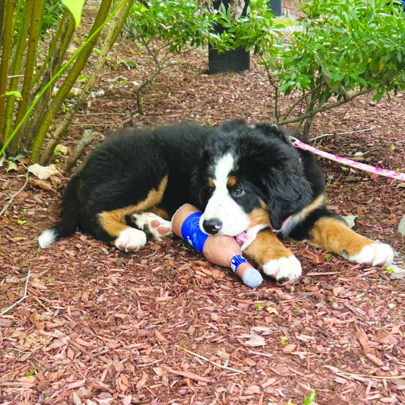 Pup Crawl might be the ulti-mutt fundraiser