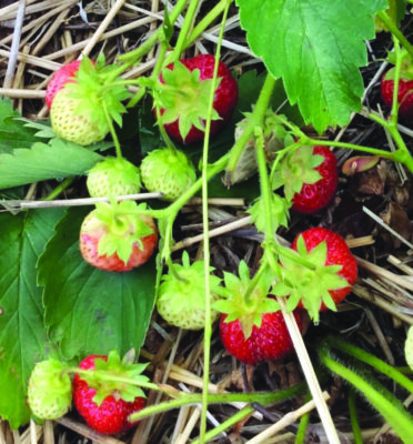 close up of strawberries on vine seen from above