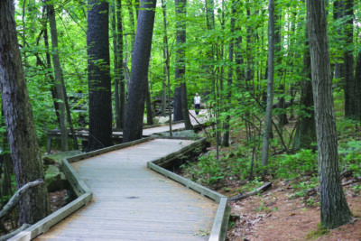 boardwalk zig zagging through trees along a walking trail through a wooded area in summer. Small figure in the distance along the trail