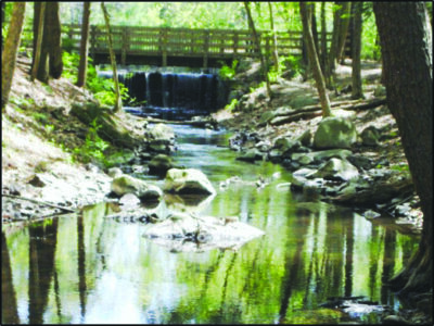 stream running through woods, wooden bridge above barrier creating waterfall running into stream, sunny day