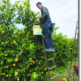 man standing on ladder beside tall lemon tree, holding bucket, in lemon grove