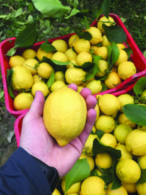 hand holding out lemon over buckets filled with lemons