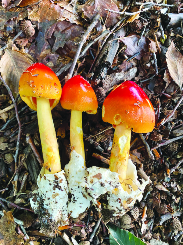 Bonding over mushrooms