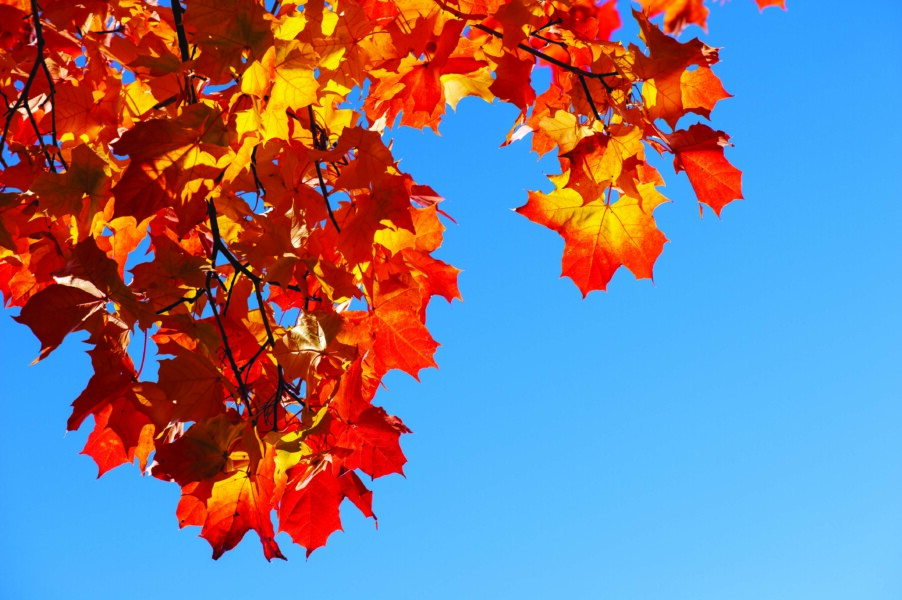 2025 Fall Guide