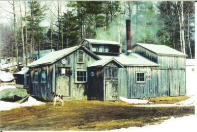 weather worn wooden buildings in woods for maple syrup production