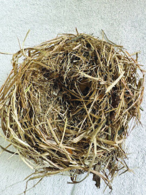 bird's nest on background, seen from above