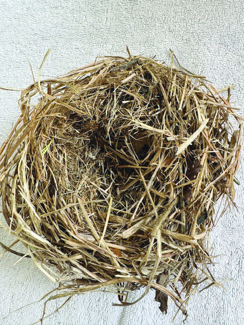 Treasure Hunt 26/03/19