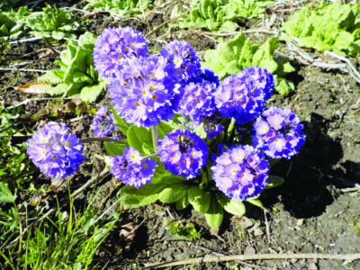 short flowering plant with clustered purple flowers