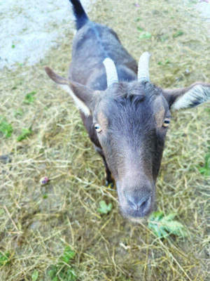 brown goat photographed from above, little face looking up