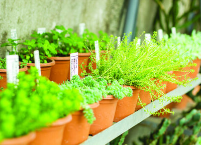 Market for sale plants and flowers. Many plants in pots