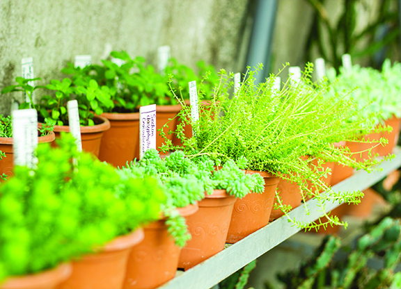 Plant sale season