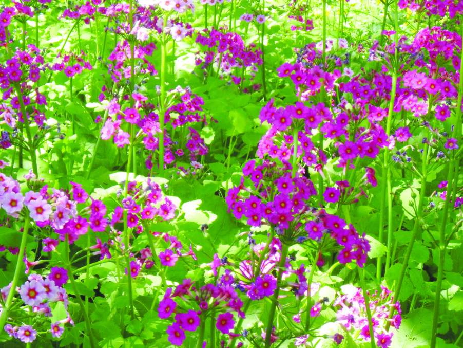 Late May in the garden