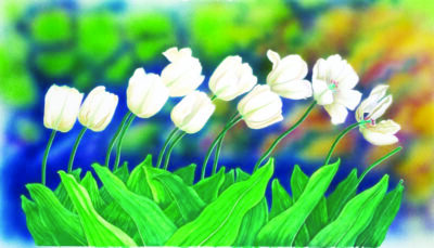 Painting of white tulips