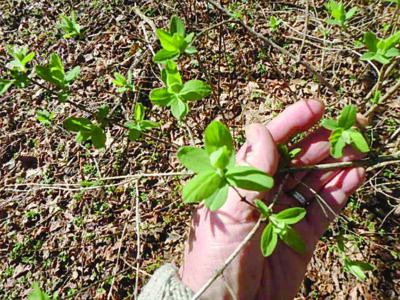 hand showing leaves of plant that's growing in the ground