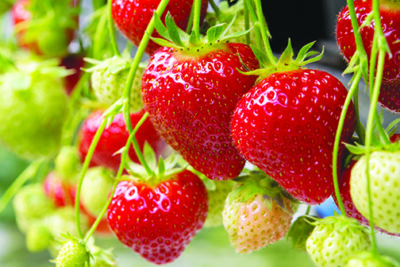 Fresh tasty ready for harvest ripe red and unripe green strawberries growing on strawberry farm in greenhouse