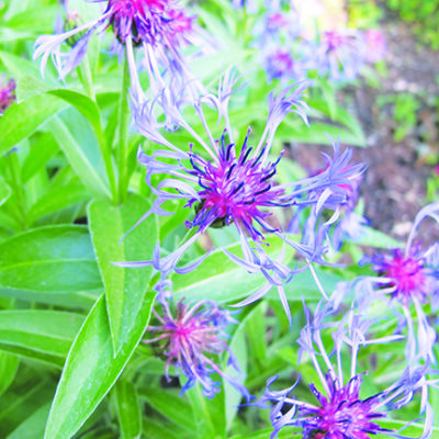 plant with purple flowers with pong spidery petals