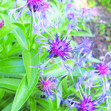 Tips for growing wonderful flowers