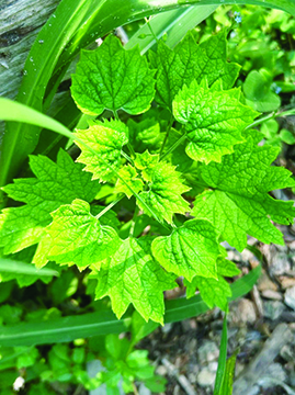 leafy green herb growing in ground