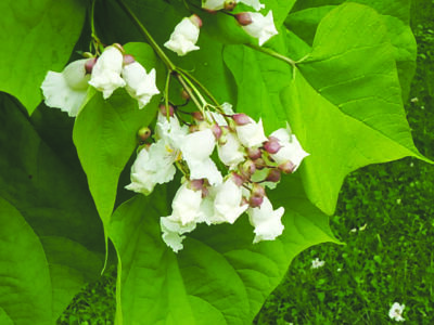 close up of little white blossoms