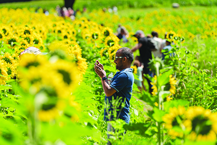 Sunflower fields
