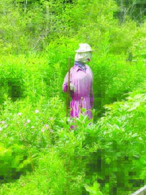 stuffed scarecrow wearing pink dress and bucket hat, standing in field of tall flowers and plants