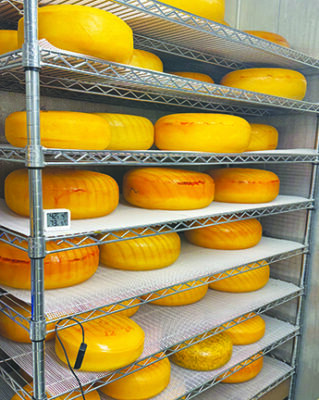 wire racks of round yellow cheese