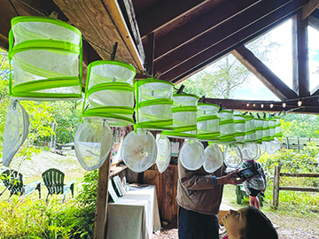 hanging butterfly baskets, opened at the bottom, hanging under wooden eaves of outdoor structure