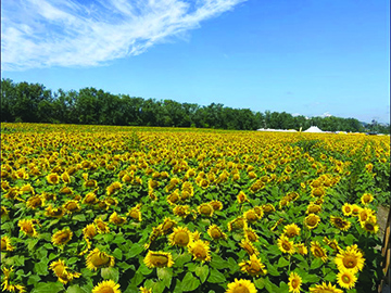 field of sunflowers under clear blue sky
