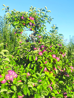 apple trees on sunny day