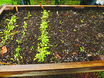 A few chores for the early fall garden