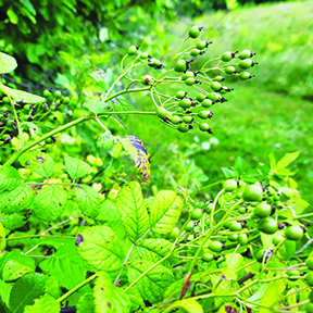 Plants to look out for — and remove