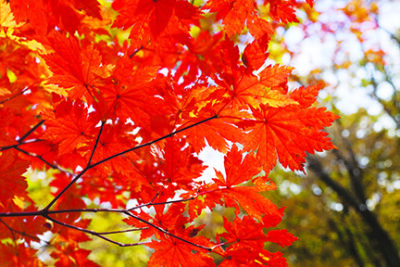 The autumn wood waiting for winter is pleasing to the eye rich paints